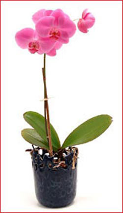  Ankara iek yolla , iek gnder , ieki   Phalaenopsis Orchid Plant