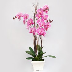  Ankara iek online iek siparii  2 adet orkide - 2 dal orkide
