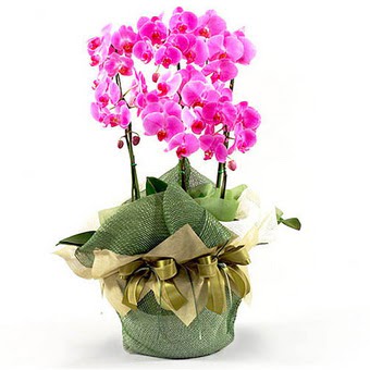  Ankara iek sat  2 dal orkide , 2 kkl orkide - saksi iegidir