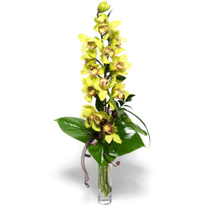  Ankara ieki ucuz ankaraya iek gnder  1 dal orkide iegi - cam vazo ierisinde -