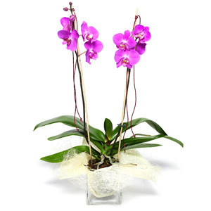  Ankara iek siparii sitesi  Cam yada mika vazo ierisinde  1 kk orkide