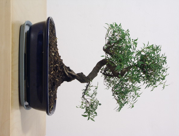 ithal bonsai saksi iegi  Ankara ieki 14 ubat sevgililer gn iek 