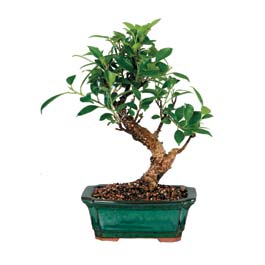  Ankara online iek gnderme sipari  ithal bonsai saksi iegi  Ankara yurtii ve yurtd iek siparii 