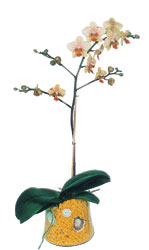  iekiler Ankara anneler gn iek yolla  Phalaenopsis Orkide ithal kalite