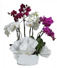 4 dal mor orkide 2 dal beyaz orkide  Ankara kaliteli taze ve ucuz iekler 