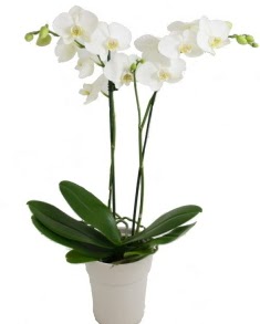2 dall beyaz orkide  Ankara iek servisi , ieki adresleri 