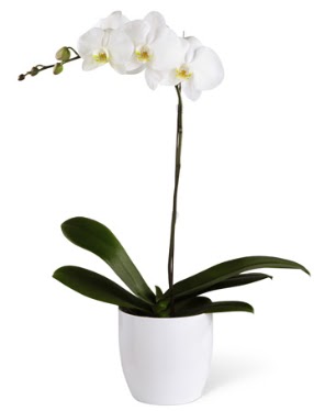 1 dall beyaz orkide  Ankara iek maazas , ieki adresleri 