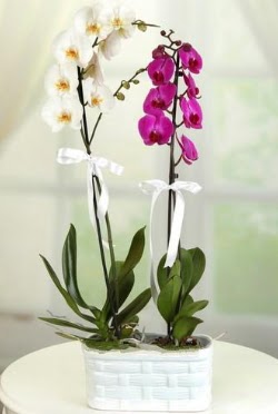 1 mor 1 dal beyaz thal orkide sepet ierisinde  Ankara iek yolla , iek gnder , ieki  
