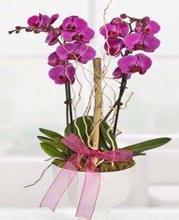 2 dall nmor orkide  Ankara kaliteli taze ve ucuz iekler 