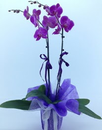 2 dall mor orkide  Ankara ieki nternetten iek siparii 
