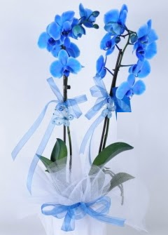 2 dall mavi orkide  iekiler Ankara cicek , cicekci 