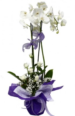 2 dall beyaz orkide 5 adet beyaz gl  Ankara iek siparii vermek 