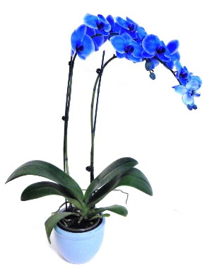 Seramikli 2 dall sper esiz mavi orkide  Ankara online ieki , iek siparii 