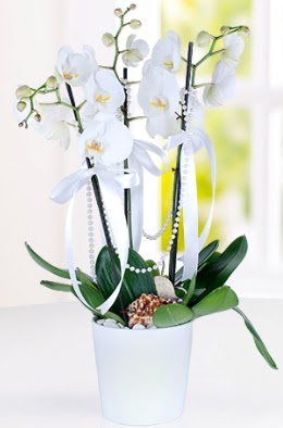 3 dall beyaz orkide  Ankara ieki ucuz ankaraya iek gnder  