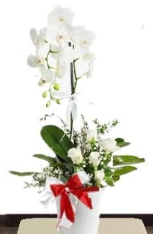 Tek dall beyaz orkide 5 beyaz gl  Ankara online iek gnderme sipari 