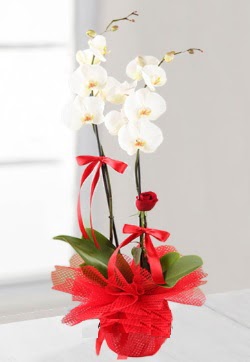 2 dall beyaz orkide ve 1 adet krmz gl  Ankara kaliteli taze ve ucuz iekler  