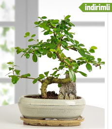 S eklinde ithal gerek bonsai japon aac  iekiler Ankara cicek , cicekci 