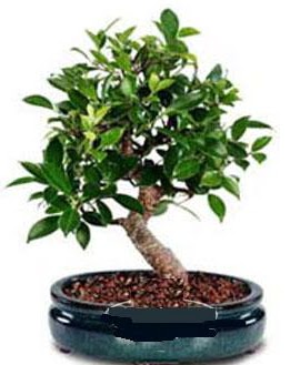 5 yanda japon aac bonsai bitkisi  Ankara kaliteli taze ve ucuz iekler 