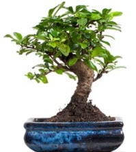5 yanda japon aac bonsai bitkisi  Ankara iek siparii sitesi 