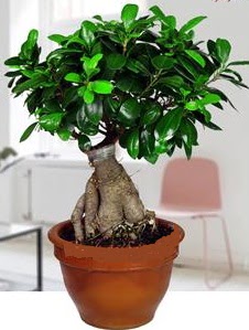 5 yanda japon aac bonsai bitkisi  iekiler Ankara anneler gn iek yolla 