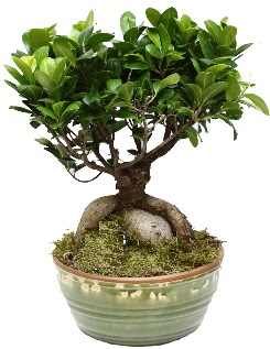 Japon aac bonsai saks bitkisi  Ankara iek sat 