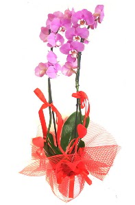 2 dall mor orkide bitkisi  Ankara iek siparii sitesi 