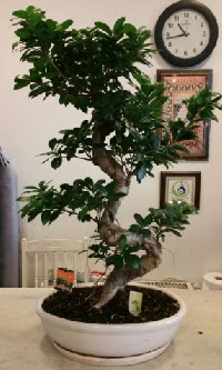 100 cm yksekliinde dev bonsai japon aac  Ankara iek sat 