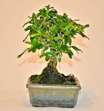 Zelco bonsai saks bitkisi  Ankara online ieki , iek siparii 
