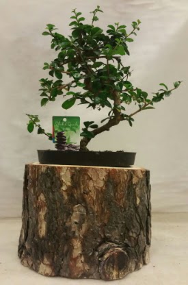 Doal ktk iinde bonsai japon aac  Ankara iek sat 