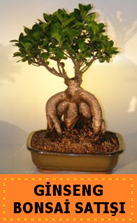 Ginseng bonsai sat japon aac  Ankara ieki hediye sevgilime hediye iek 