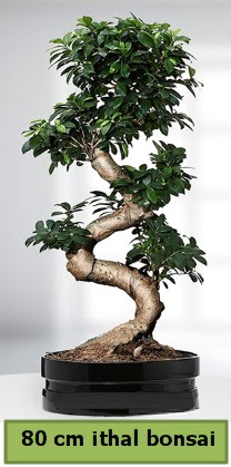80 cm zel saksda bonsai bitkisi  Ankara ieki maazas 