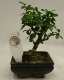 Kk minyatr bonsai japon aac  Ankara hediye iek yolla 