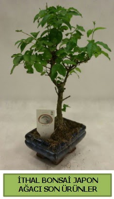 thal bonsai japon aac bitkisi  Ankaraya iek gnder gvenli kaliteli hzl iek 