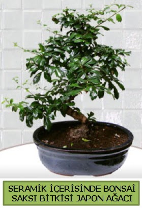 Seramik vazoda bonsai japon aac bitkisi  Ankara online iek gnderme sipari 