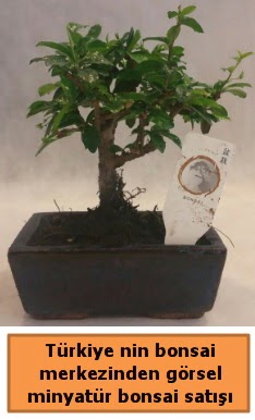 Japon aac bonsai sat ithal grsel  Ankara ieki ucuz ankaraya iek gnder 