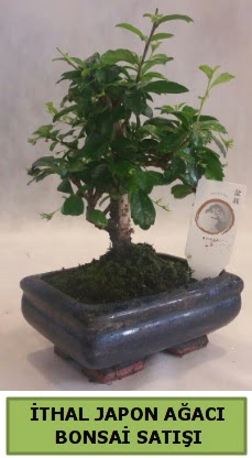 thal japon aac bonsai bitkisi sat  Ankara ieki maazas 