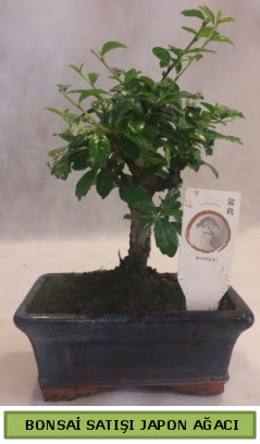 Minyatr bonsai aac sat  Ankara hediye iek yolla 