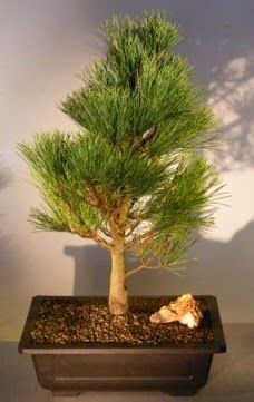 am aac japon aac bitkisi bonsai  Ankara ieki maazas 