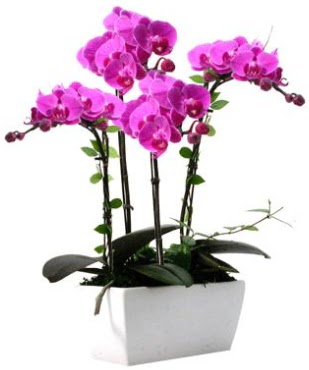 Seramik vazo ierisinde 4 dall mor orkide  Ankara iek siparii sitesi 