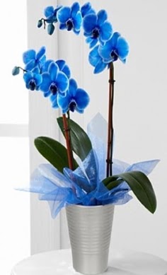 Seramik vazo ierisinde 2 dall mavi orkide  Ankaraya iek siparii sitesi 