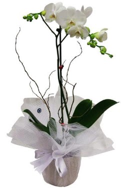 Tek dall beyaz orkide  Ankara ieki hediye sevgilime hediye iek  