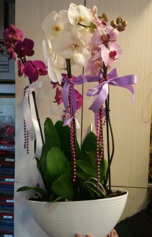 Mor ve beyaz ve pembe 6 dall orkide  Ankara iekiler ankaradaki iekiler