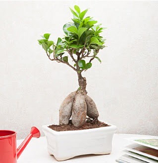 Exotic Ficus Bonsai ginseng  Ankara online ieki , iek siparii 