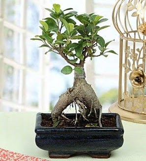 Appealing Ficus Ginseng Bonsai  Ankara kaliteli taze ve ucuz iekler 