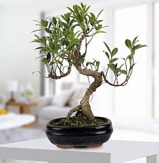 Gorgeous Ficus S shaped japon bonsai  Ankara ieki iek yolla 