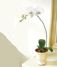  Ankara hediye iek yolla  Saksida kaliteli bir orkide
