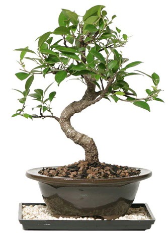 Altn kalite Ficus S bonsai  Ankara ieki maazas  Sper Kalite