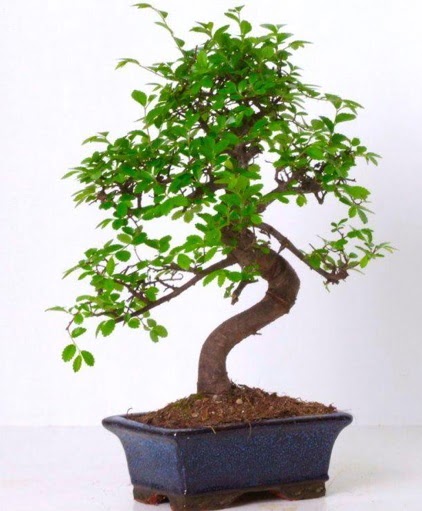 S gvdeli bonsai minyatr aa japon aac  Ankara iek , ieki , iekilik 