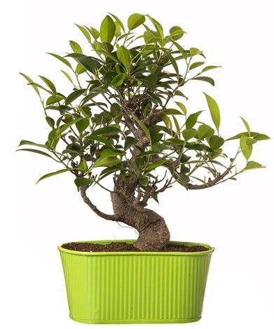 Ficus S gvdeli muhteem bonsai  Ankara online iek gnderme sipari 
