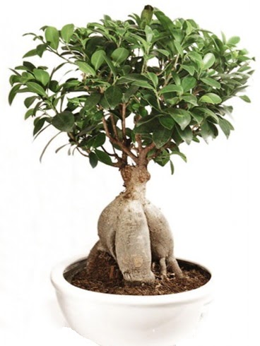 Ginseng bonsai japon aac ficus ginseng  Ankara iek sat 